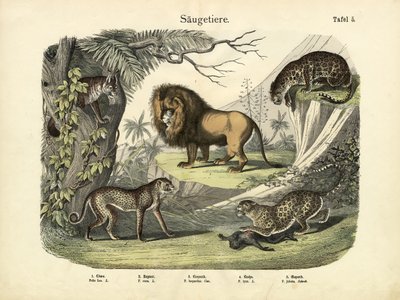 Mammals by German School